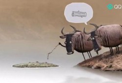 两头牛和鳄鱼搞笑视频,笑料百出！