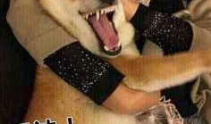 炮神搞笑短文,笑谈军营生活，炮火中的欢乐时光