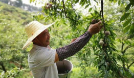 胭脂李图片,春日里的艳丽风景