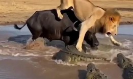 两头牛和鳄鱼搞笑视频,笑料百出！