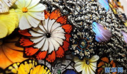 蝶翅画图片,探寻自然之美与艺术交融的奇迹