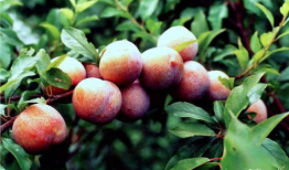 胭脂李图片,春日里的艳丽风景