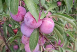 胭脂李图片,春日里的艳丽风景