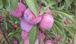 胭脂李图片,春日里的艳丽风景