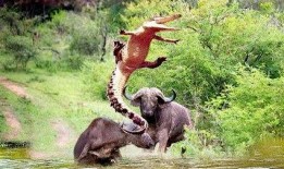 两头牛和鳄鱼搞笑视频,笑料百出！