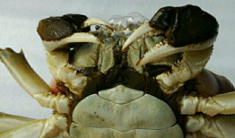 明星吃大闸蟹的图片,大闸蟹美食盛宴现场直击